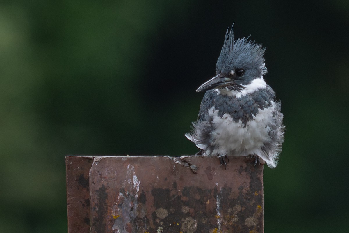 Belted Kingfisher - Grace Oliver