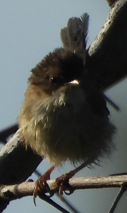 Red-backed Fairywren - ML618134425