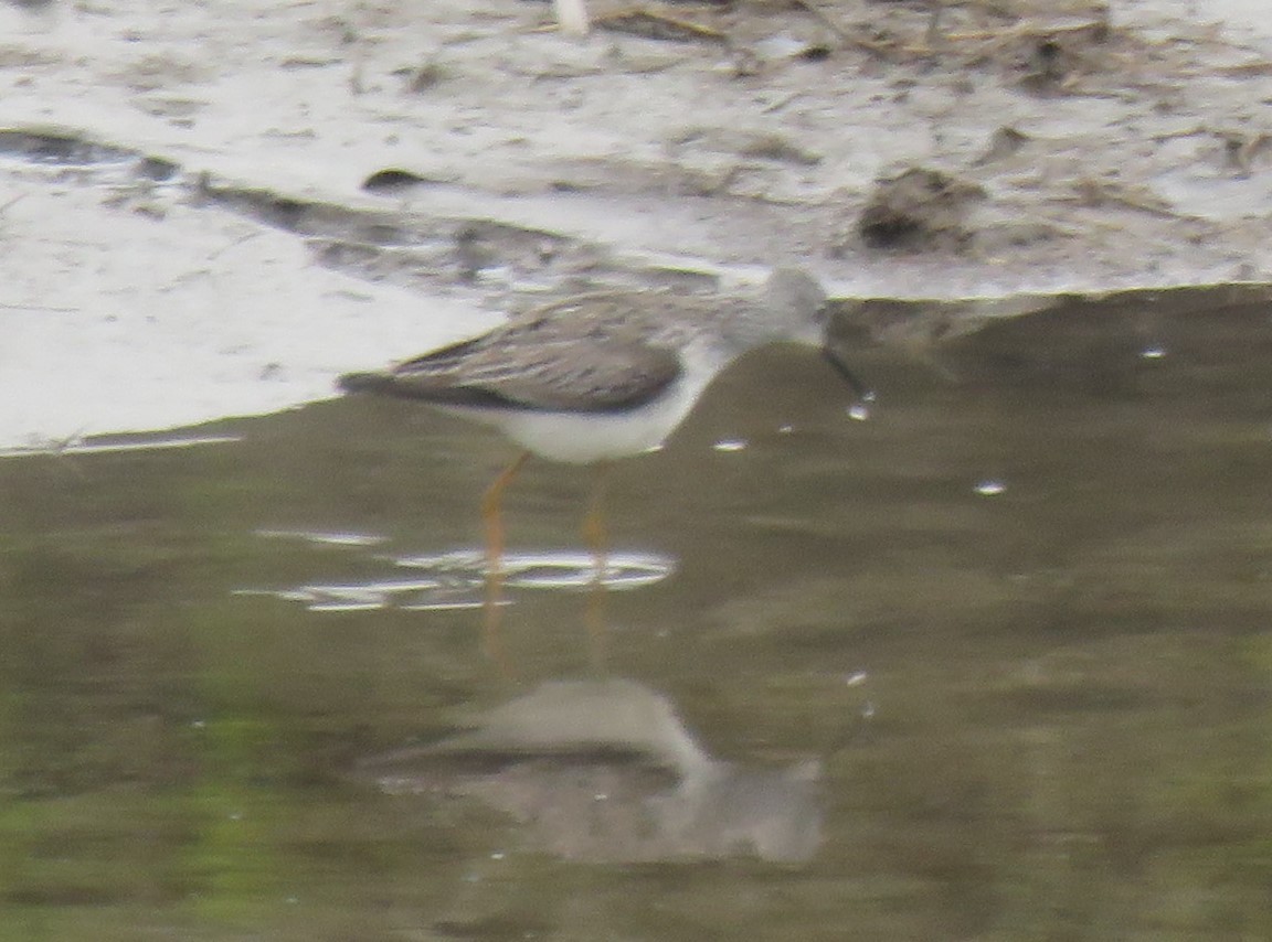 Lesser Yellowlegs - David Peterson