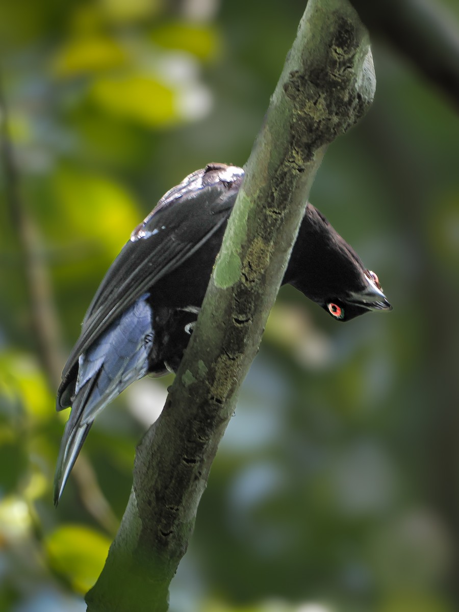 Asian Fairy-bluebird - Kamin Kamani