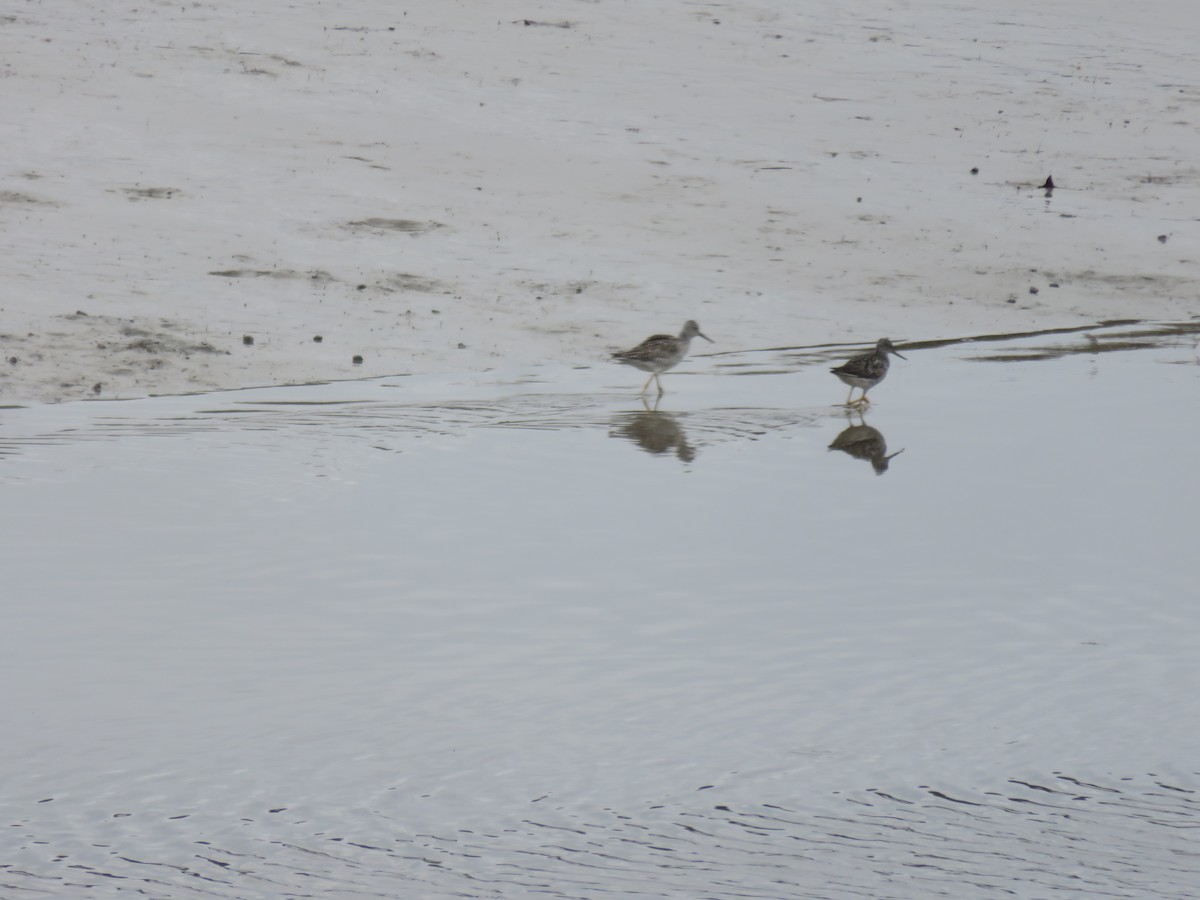 Lesser Yellowlegs - ML618134475