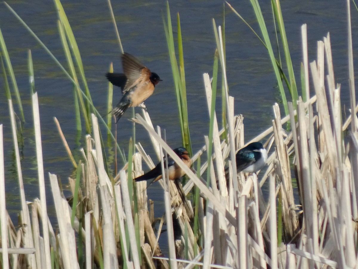 Barn Swallow - Caryn Fehr