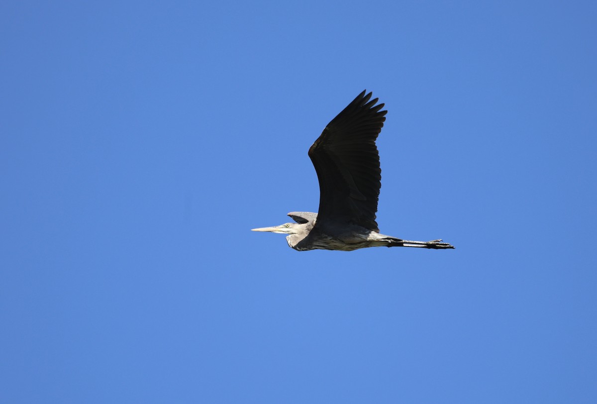 Great Blue Heron - Keith Maley