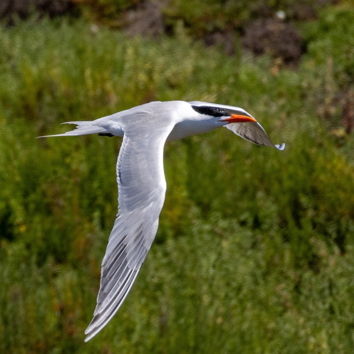 Royal Tern - Philip Kline