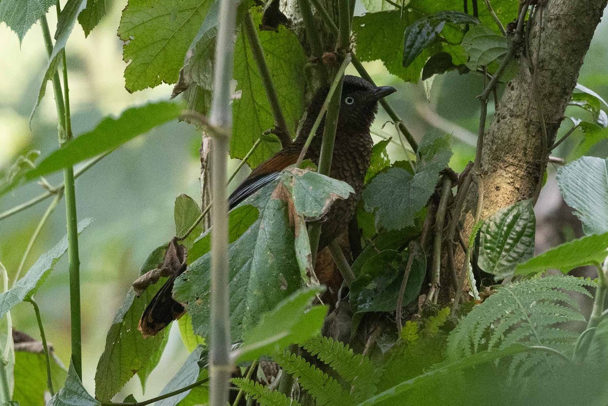 Blue-winged Laughingthrush - ML618134509