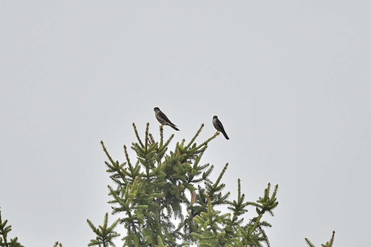 dřemlík tundrový - ML618134512