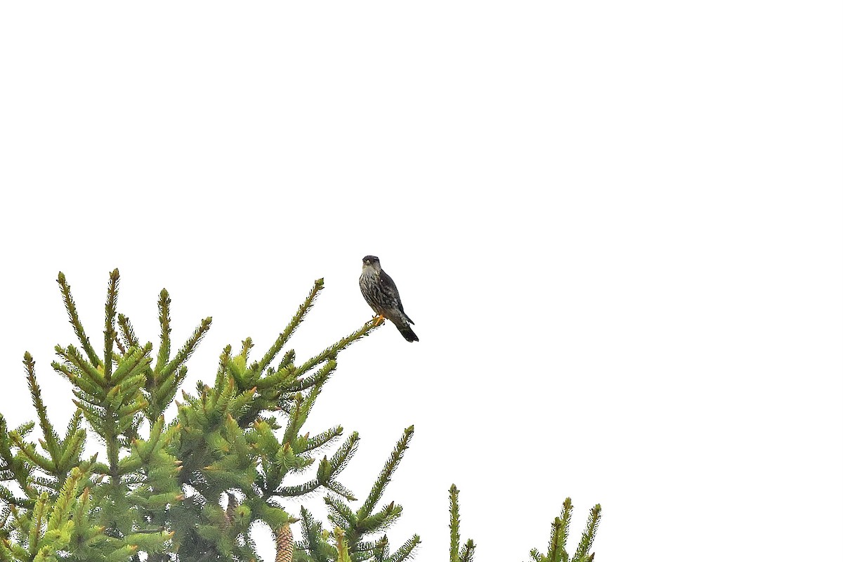 dřemlík tundrový - ML618134517