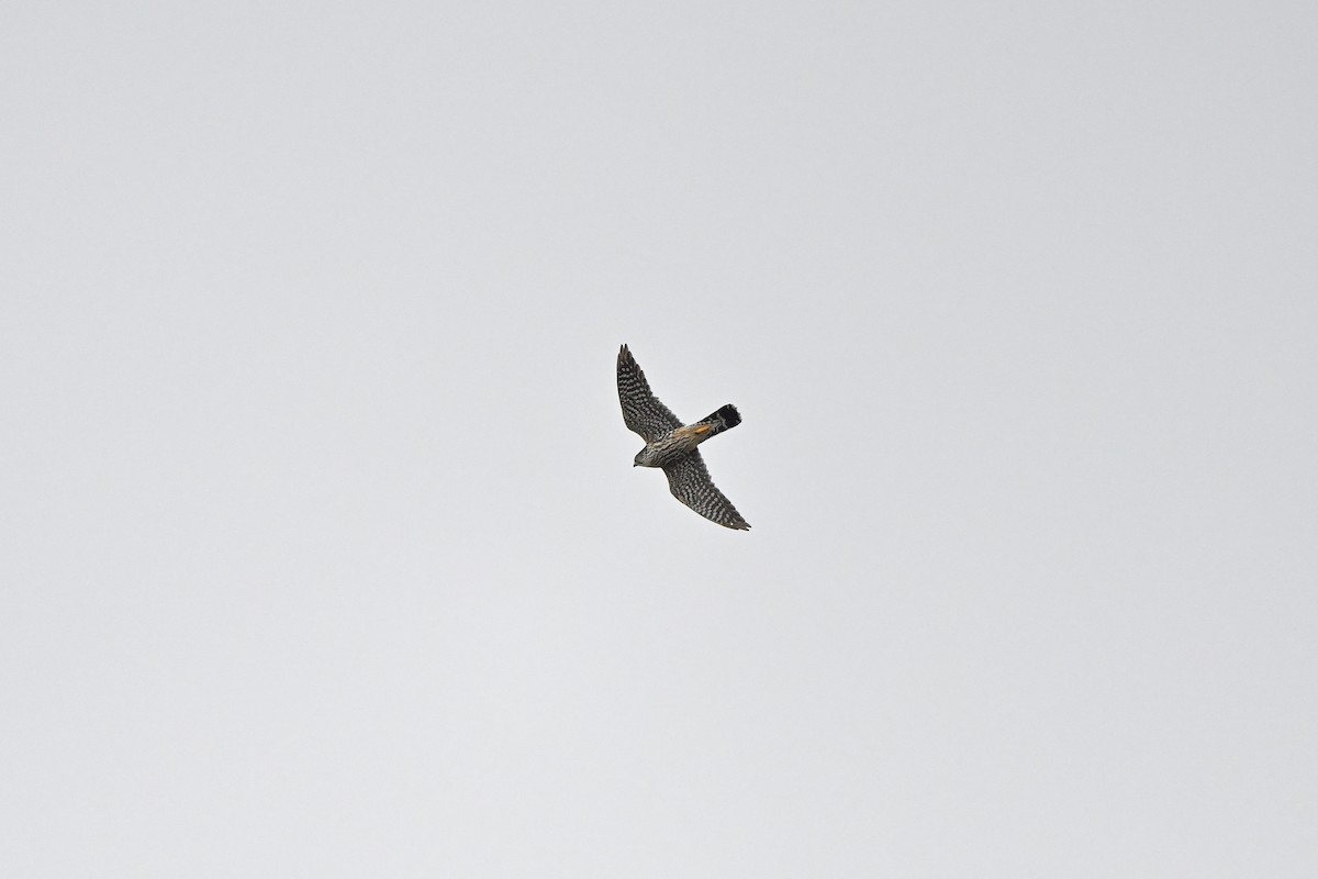 dřemlík tundrový - ML618134518