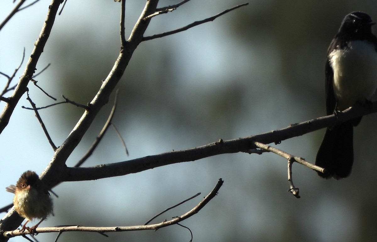 Willie-wagtail - Suzanne Foley