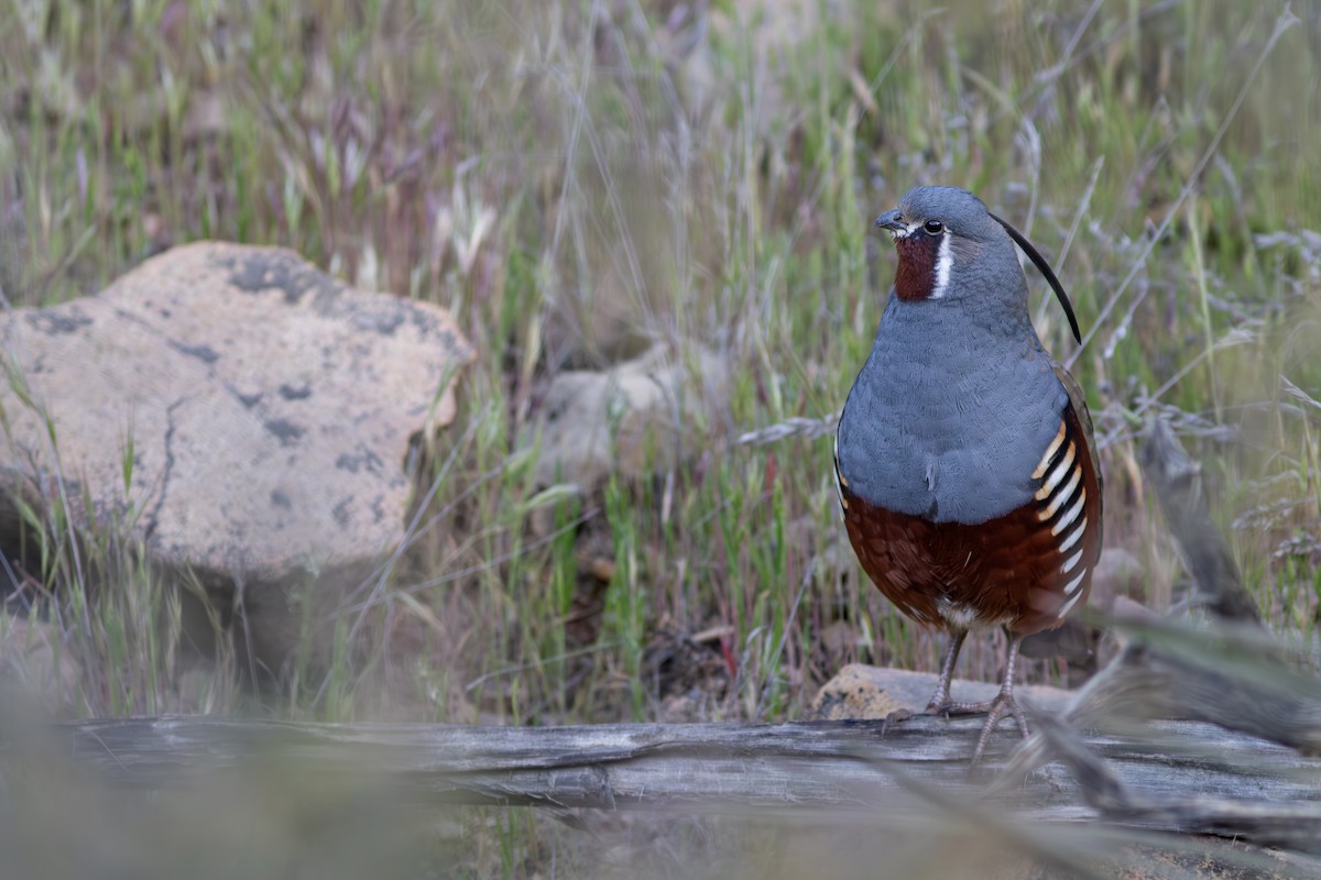 Mountain Quail - Cadeo Scott Schipper