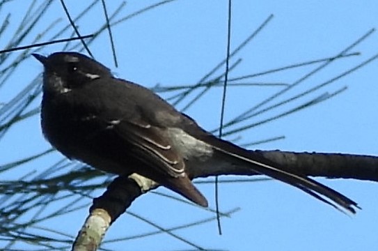 Gray Fantail - Suzanne Foley