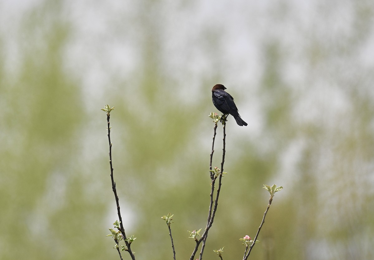 Brown-headed Cowbird - Nui Moreland