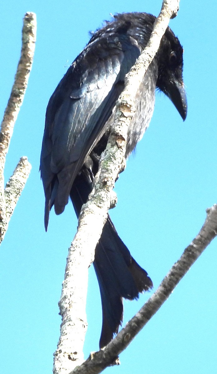 Spangled Drongo - ML618134551