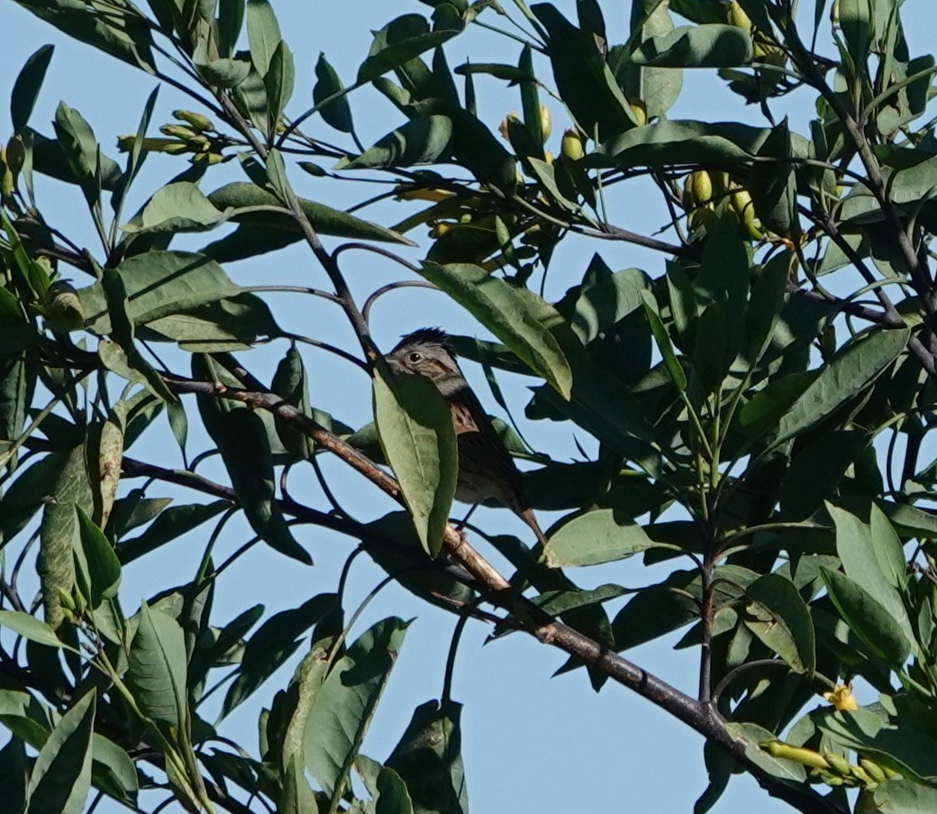 Lincoln's Sparrow - ML618134564