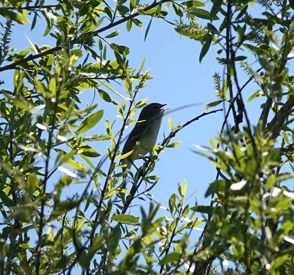 Bell's Vireo - Sylvia Afable