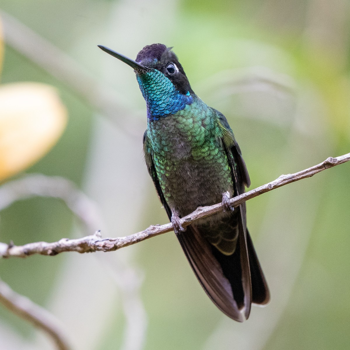 Talamanca Hummingbird - Anthony Batista