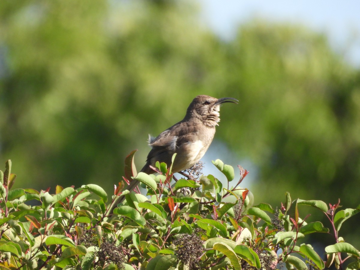 California Thrasher - Ralph Carlson