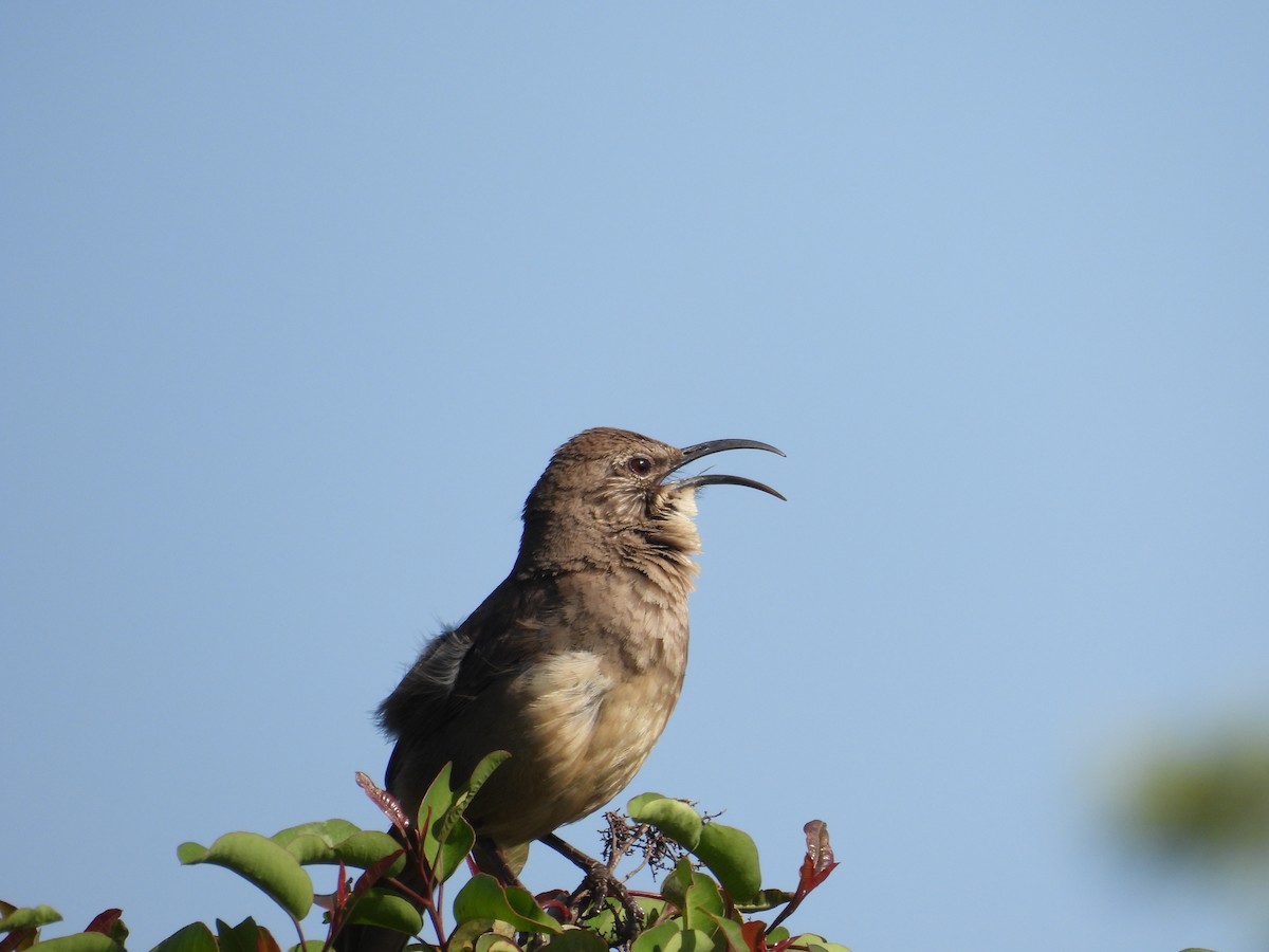 California Thrasher - Ralph Carlson