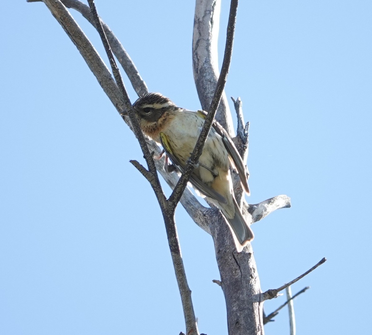 Black-headed Grosbeak - ML618134588