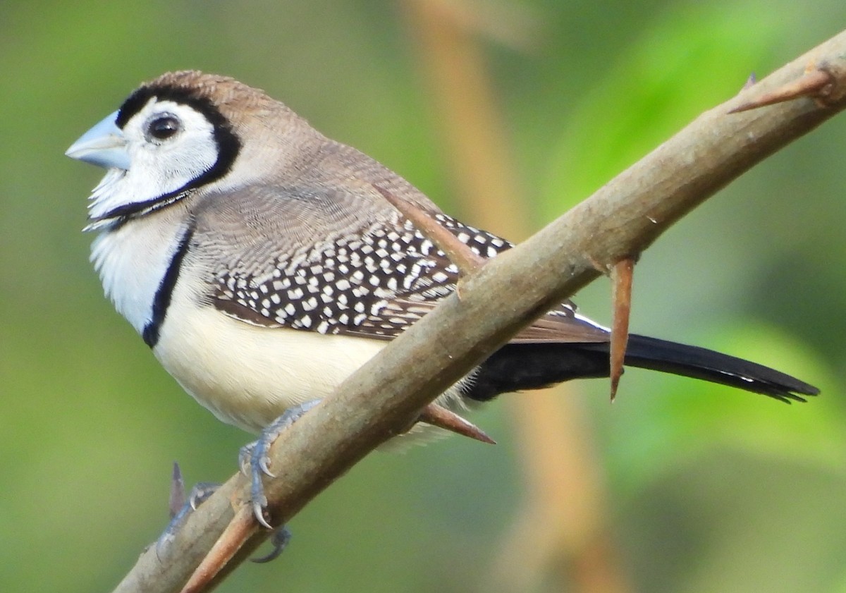 Double-barred Finch - Suzanne Foley