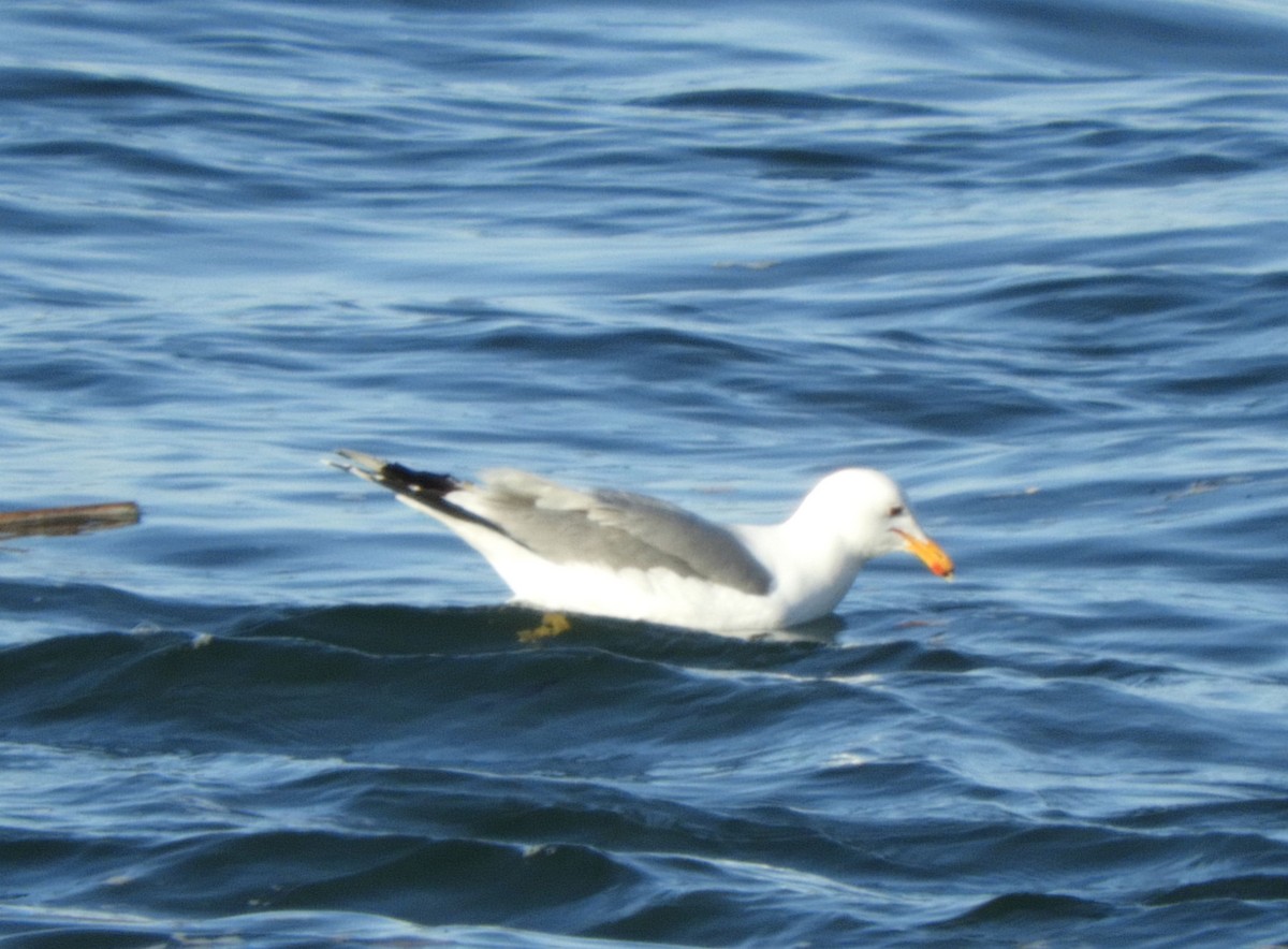 California Gull - Christian Rixen