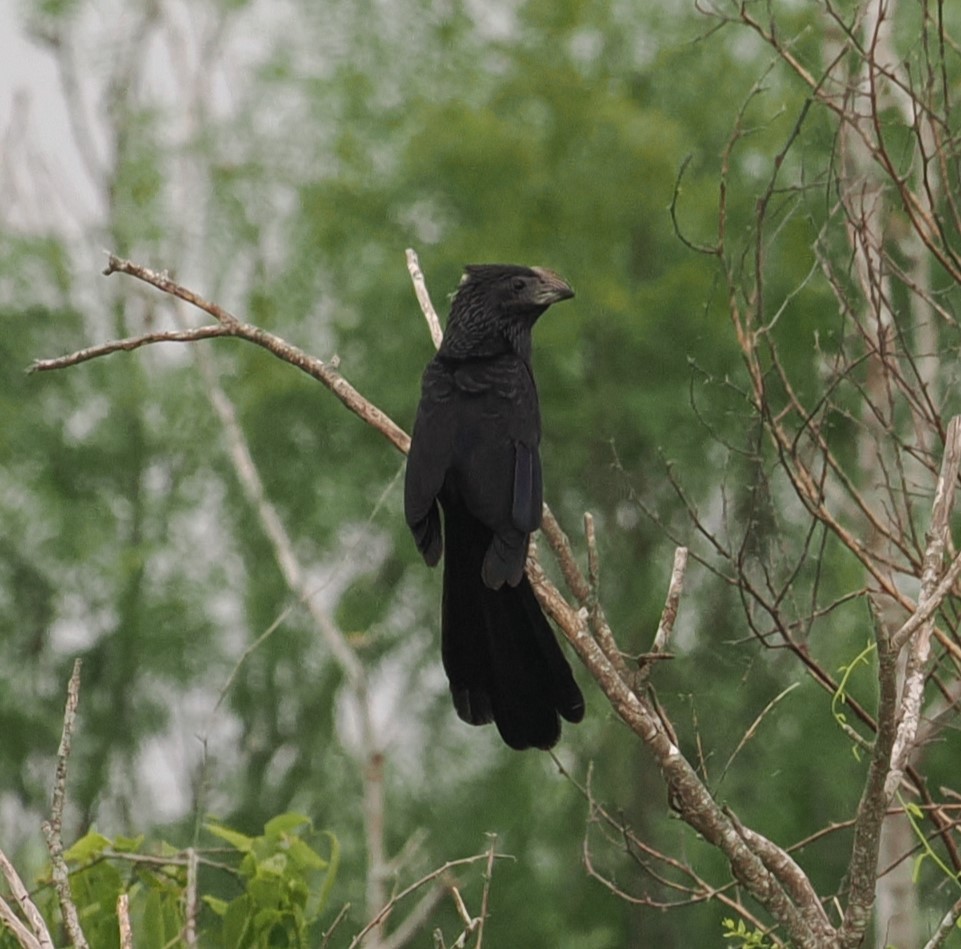 Groove-billed Ani - Mark Stevenson