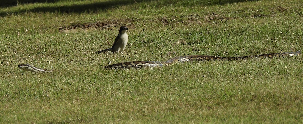 Gray Butcherbird - ML618134615