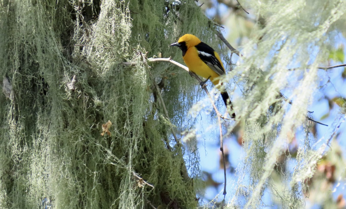 Hooded Oriole - Petra Clayton