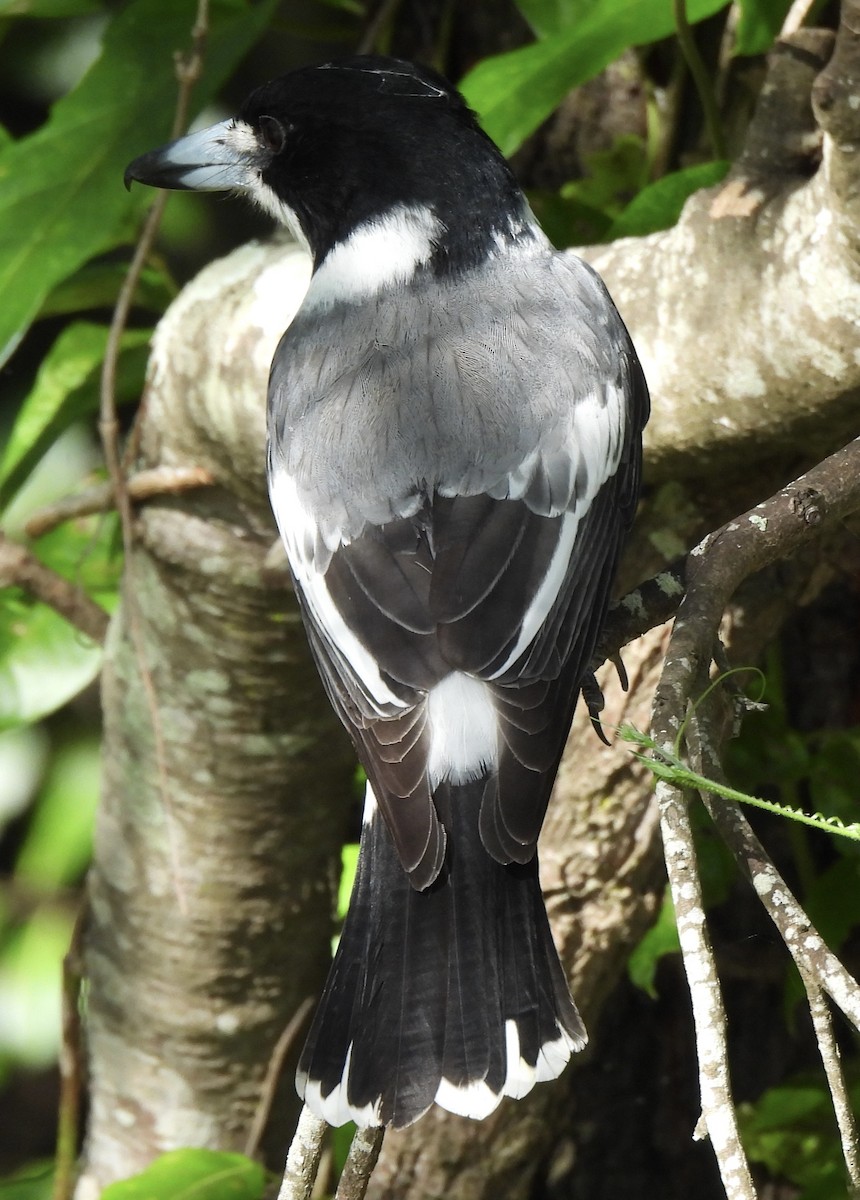 Gray Butcherbird - ML618134634