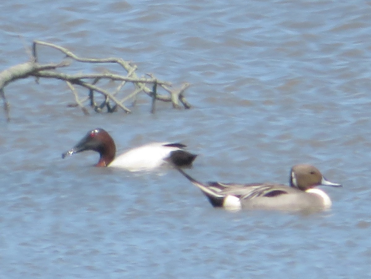 Canvasback - Aidan Sinha