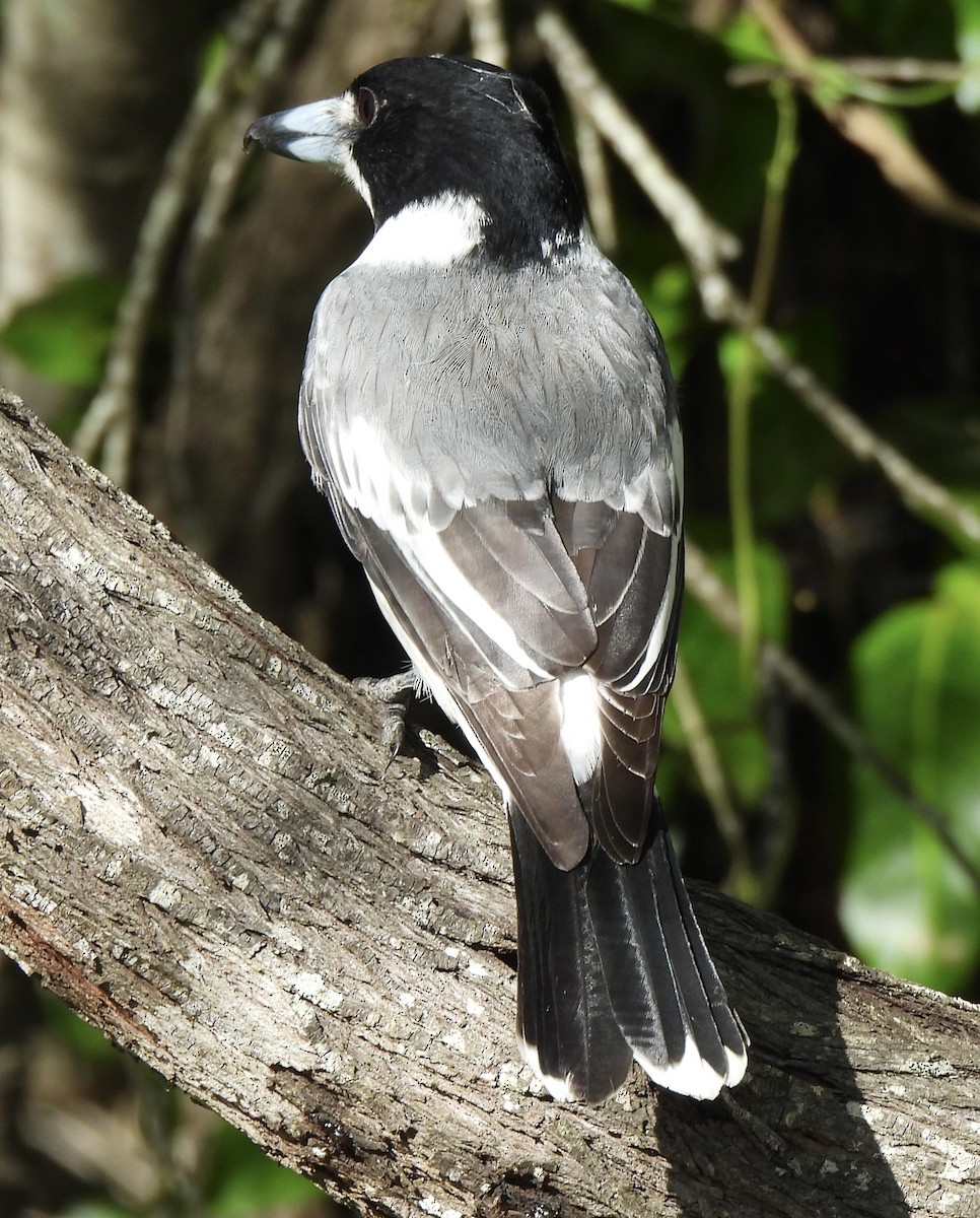 Gray Butcherbird - ML618134639