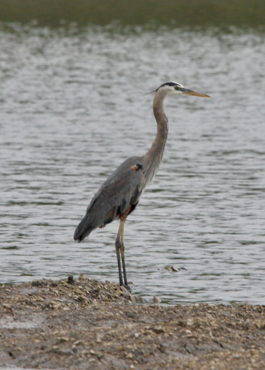 Great Blue Heron - John "Jay" Walko