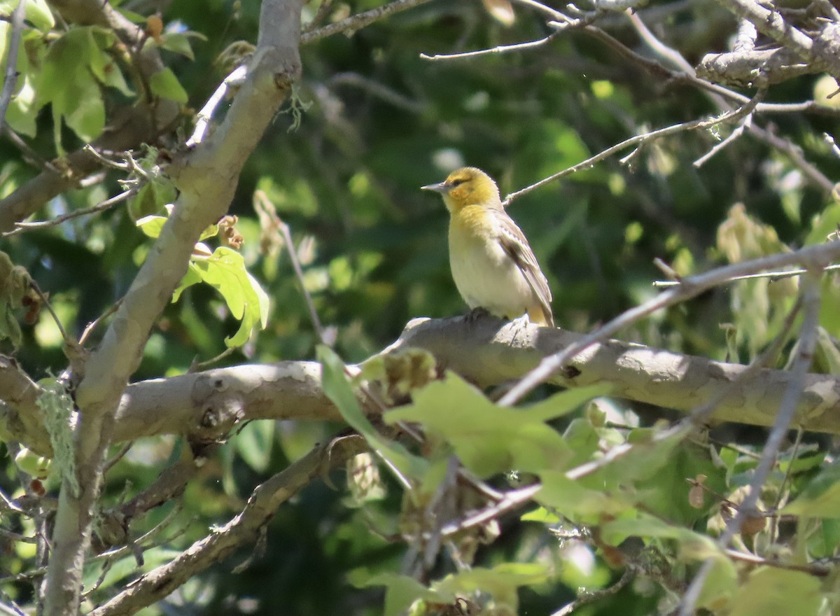 Bullock's Oriole - Petra Clayton