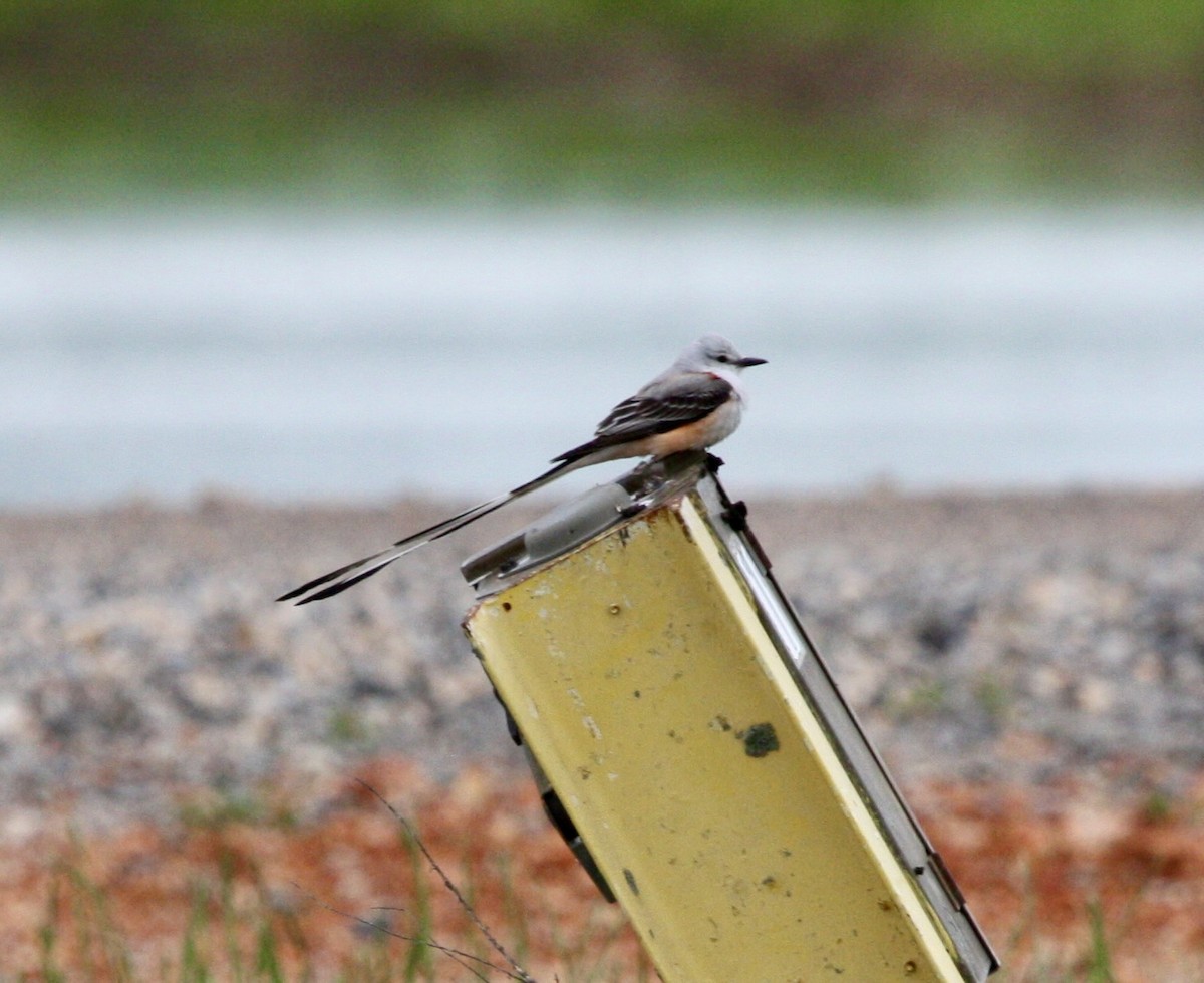 Scissor-tailed Flycatcher - John "Jay" Walko