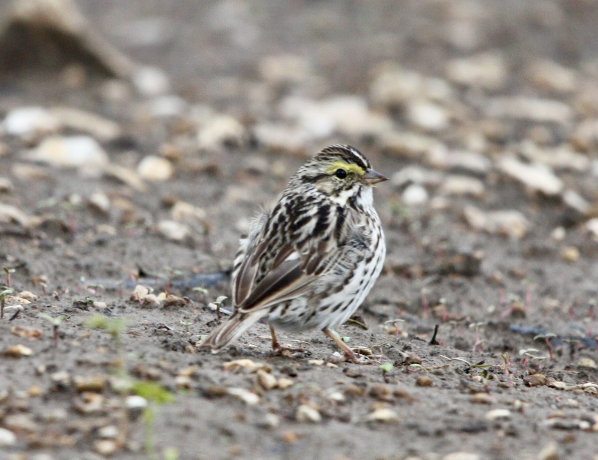 Savannah Sparrow - John "Jay" Walko