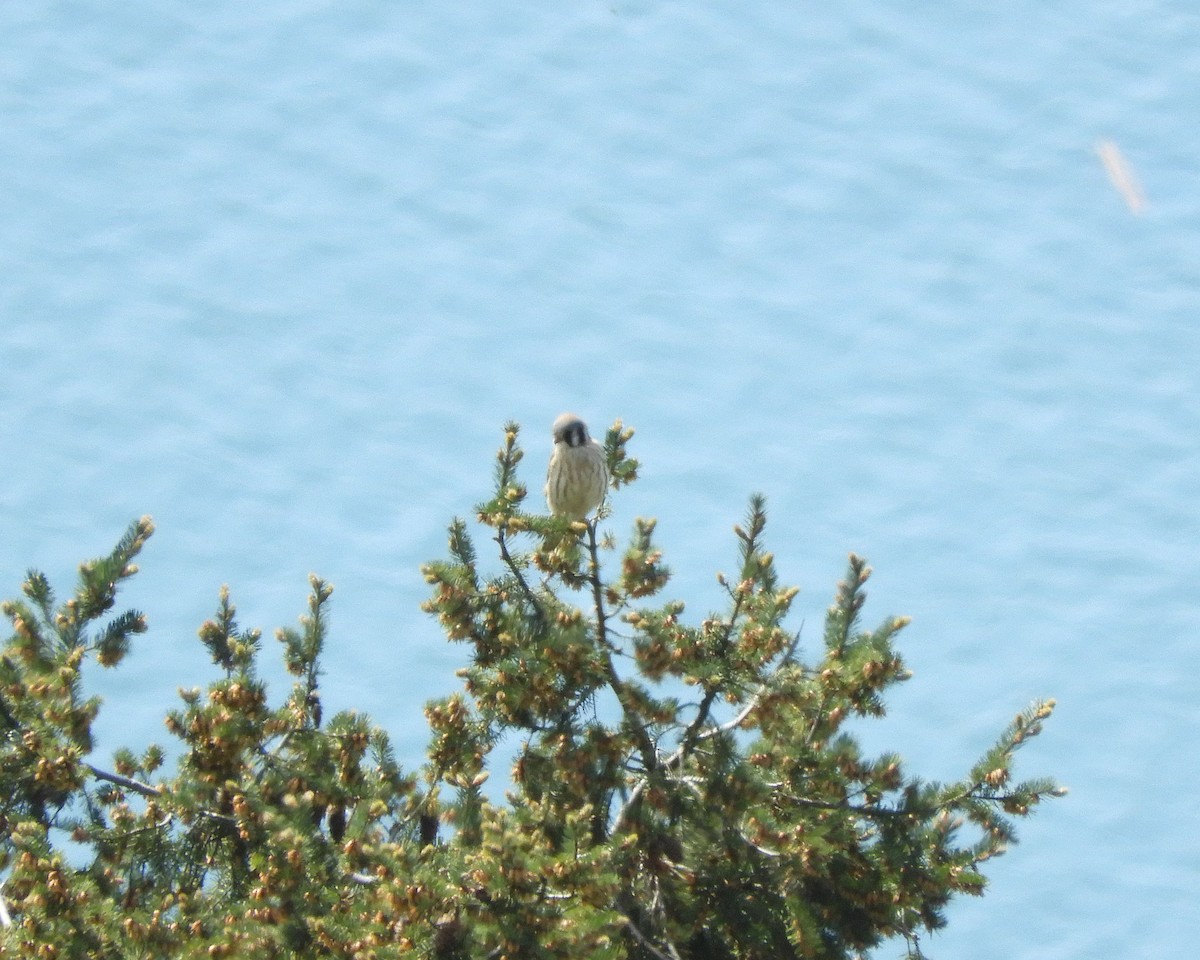 American Kestrel - Christian Rixen