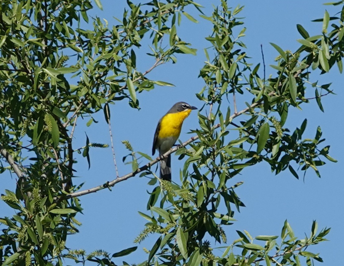 Yellow-breasted Chat - ML618134672