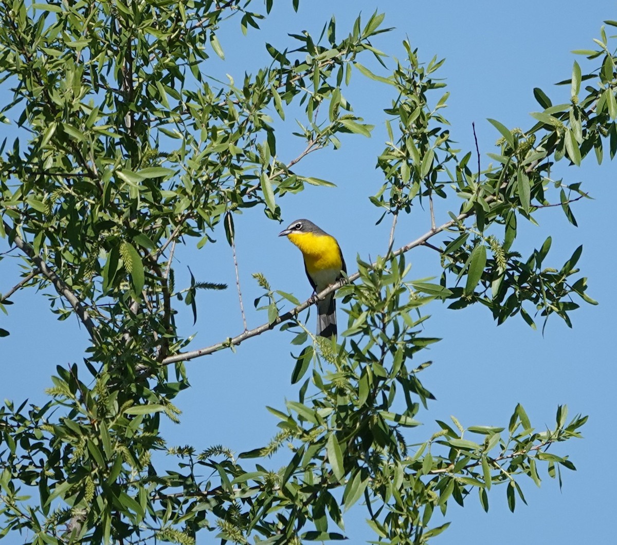 Yellow-breasted Chat - Sylvia Afable