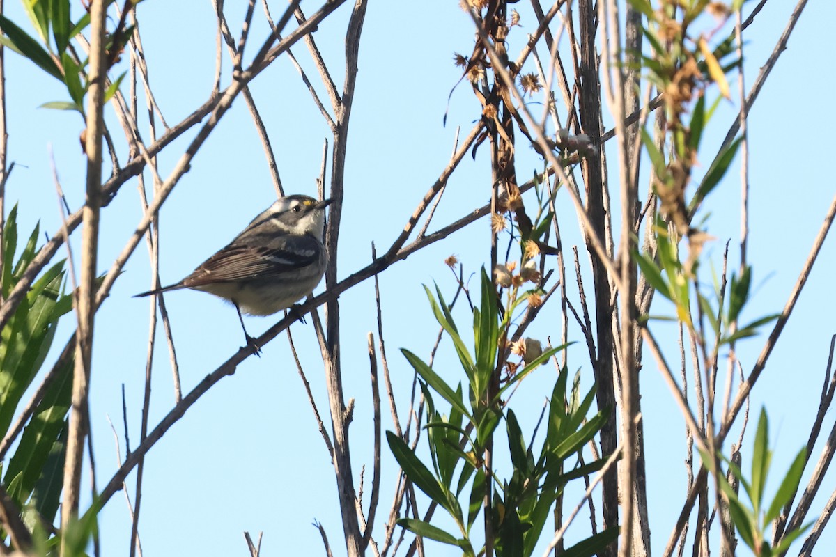 Black-throated Gray Warbler - ML618134680