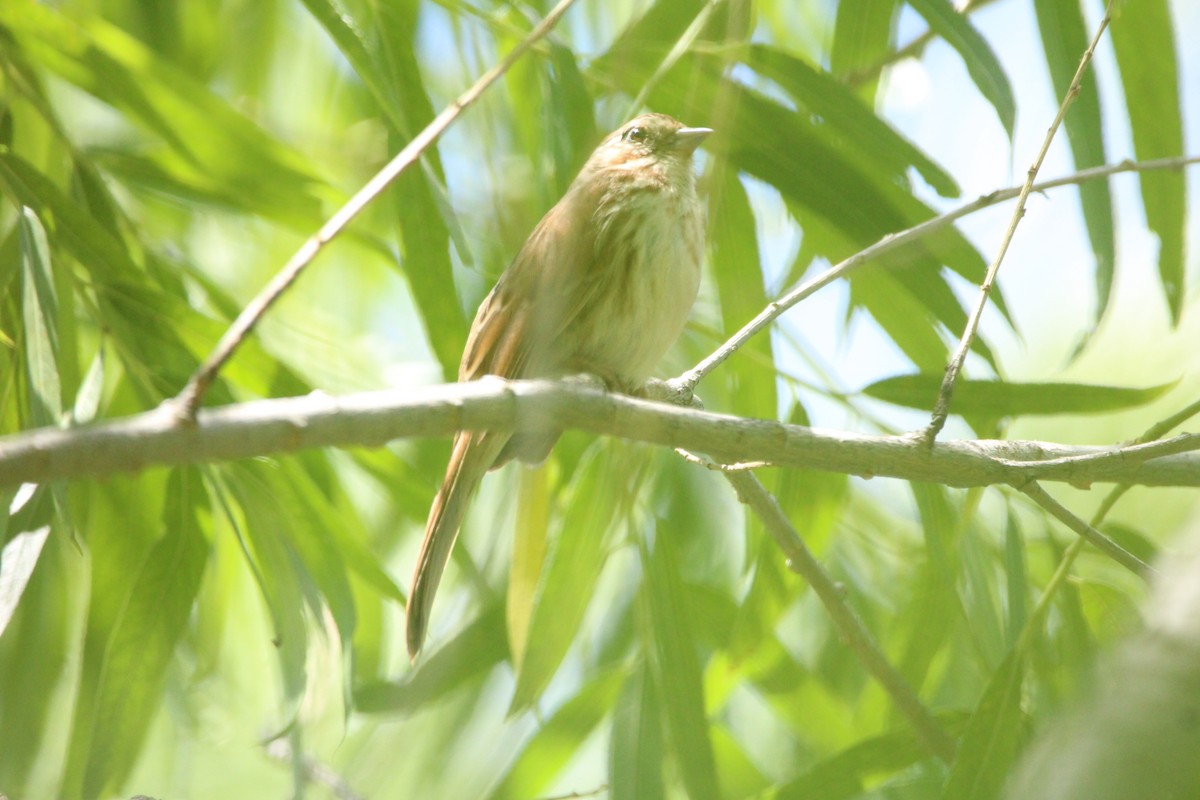 Song Sparrow - Tim Flood