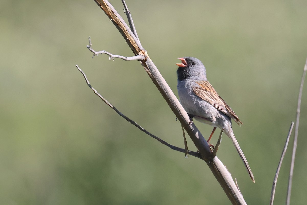 Black-chinned Sparrow - Tom Fangrow