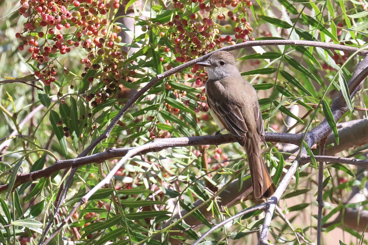 Ash-throated Flycatcher - ML618134697