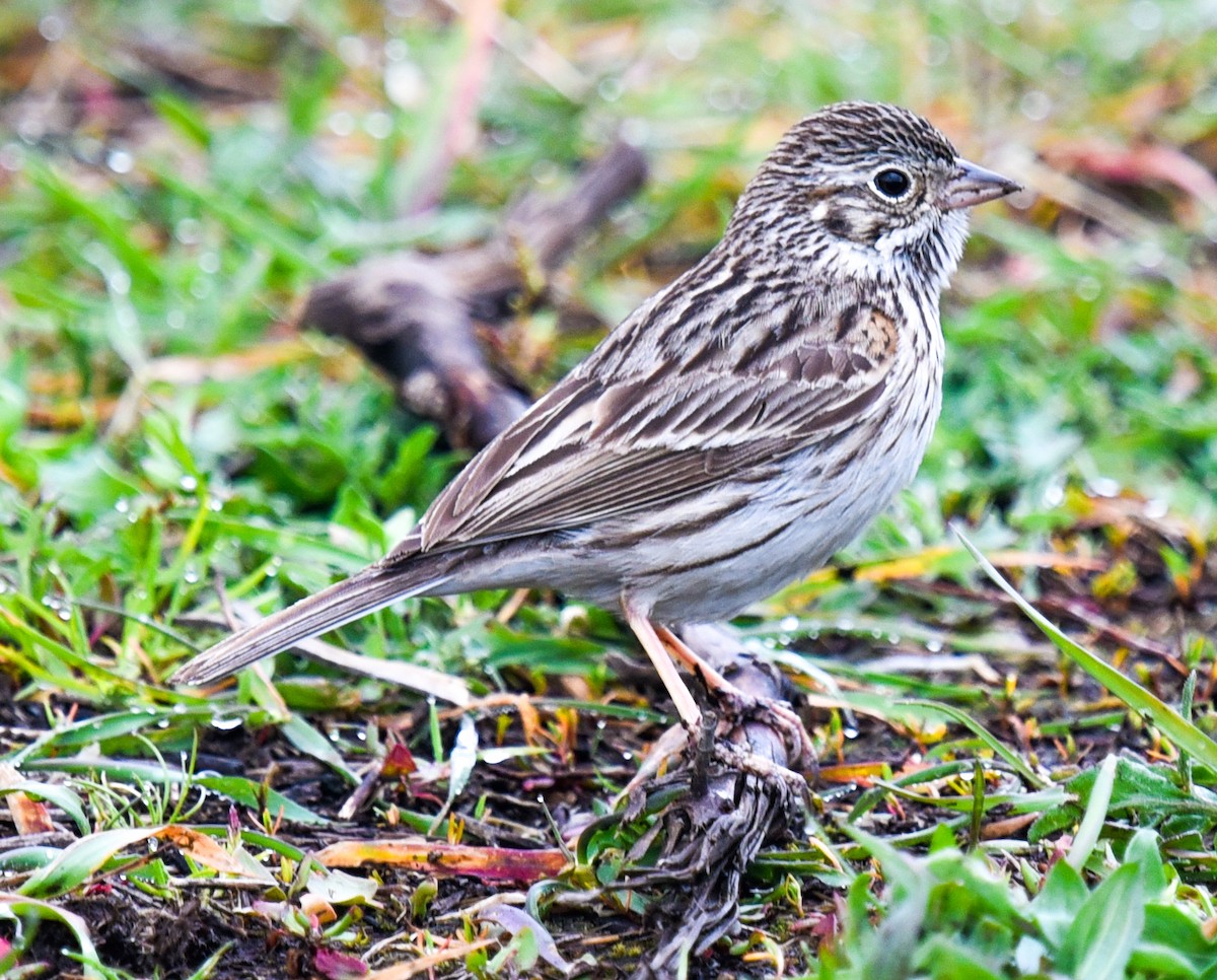 Vesper Sparrow - Barbara Maytom