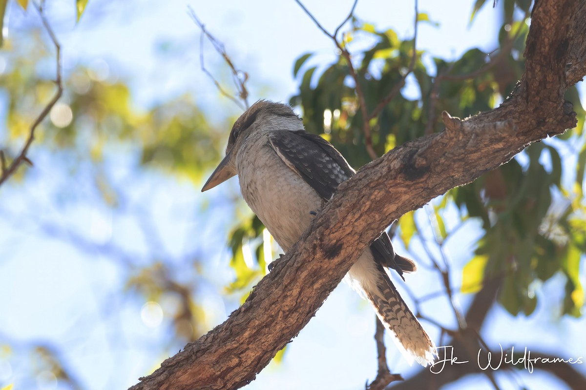 Laughing Kookaburra - JK Malkoha