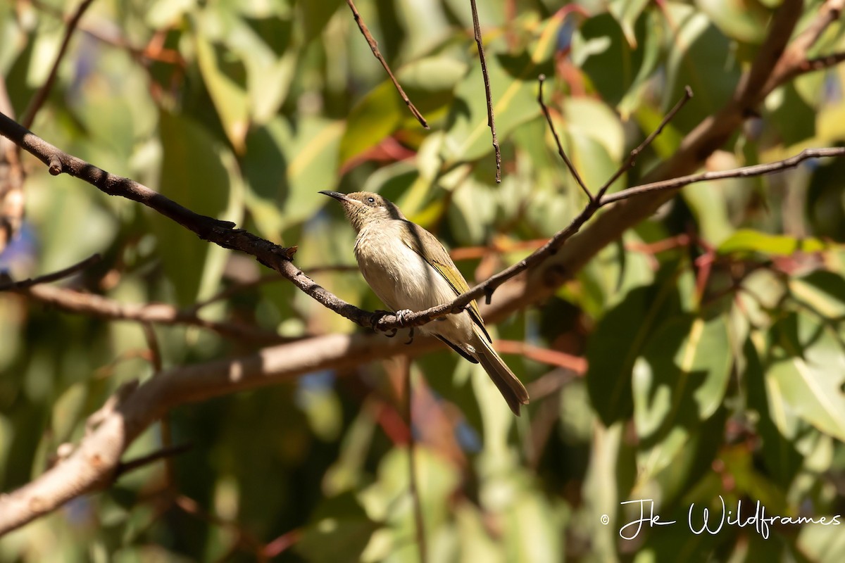 Brown Honeyeater - JK Malkoha