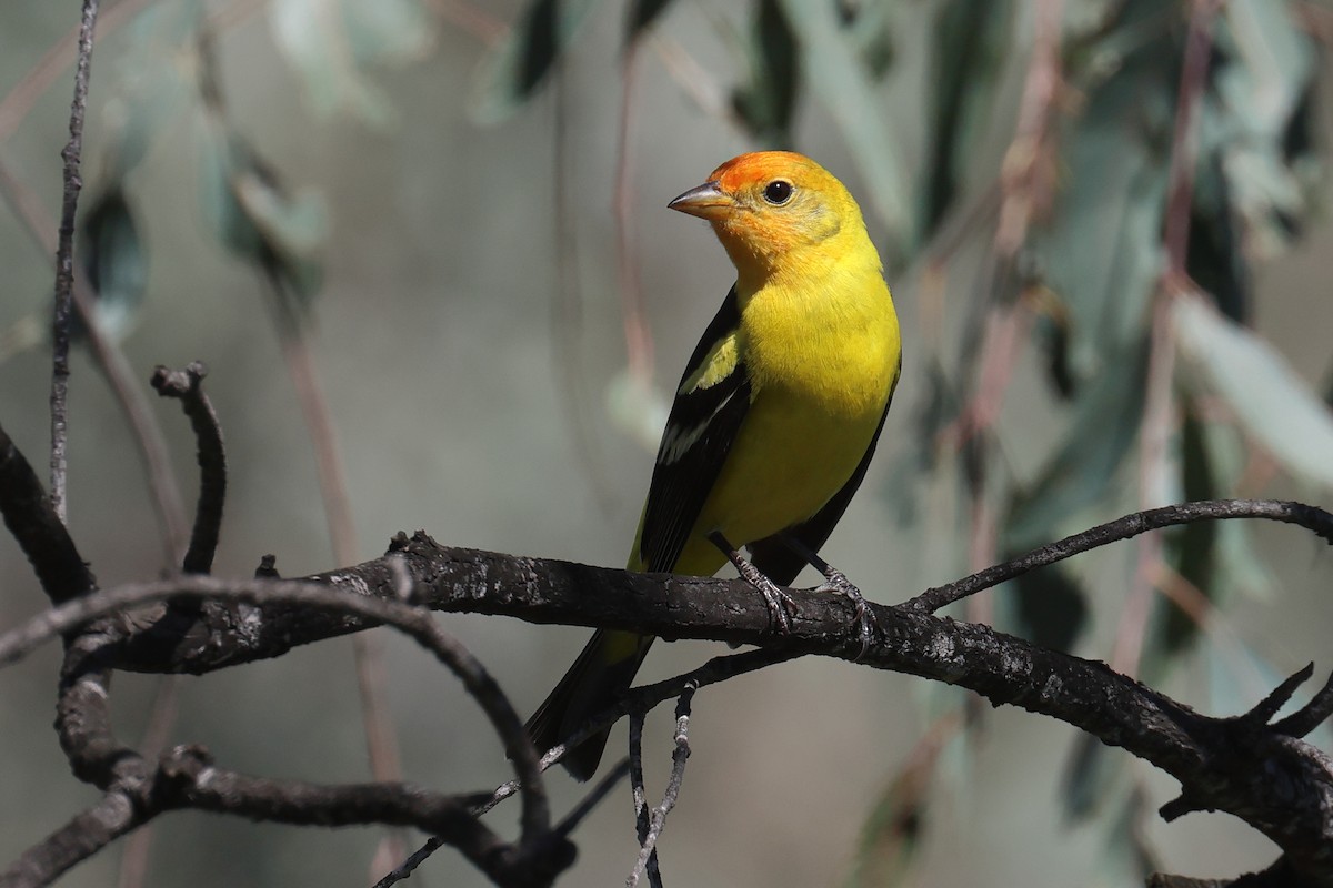 Western Tanager - Tom Fangrow