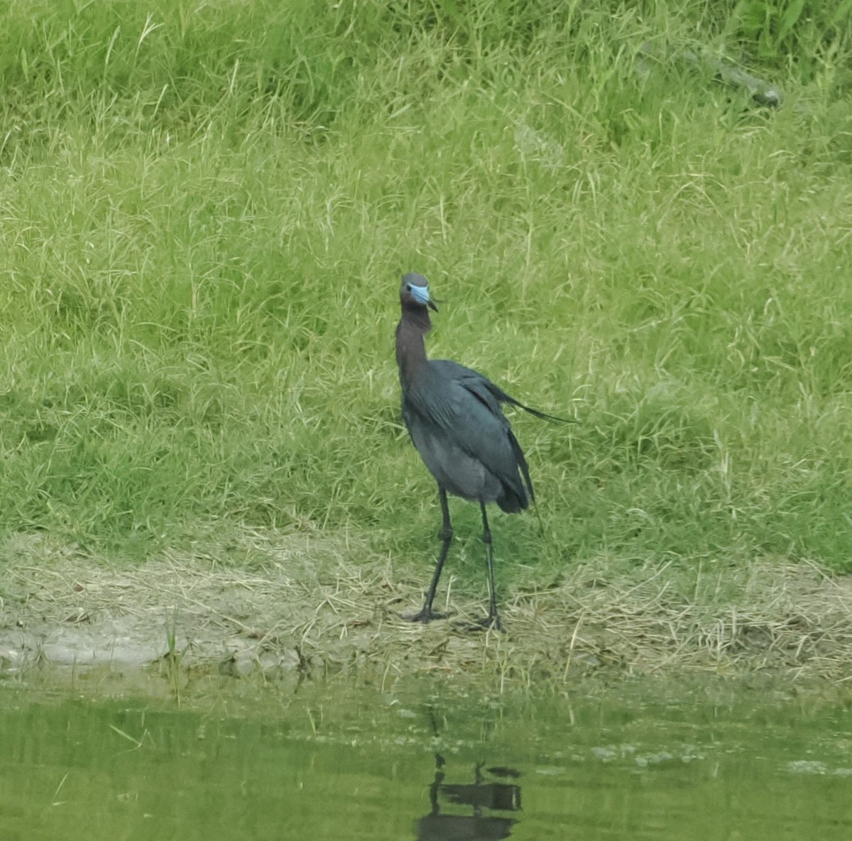 Little Blue Heron - Mark Stevenson