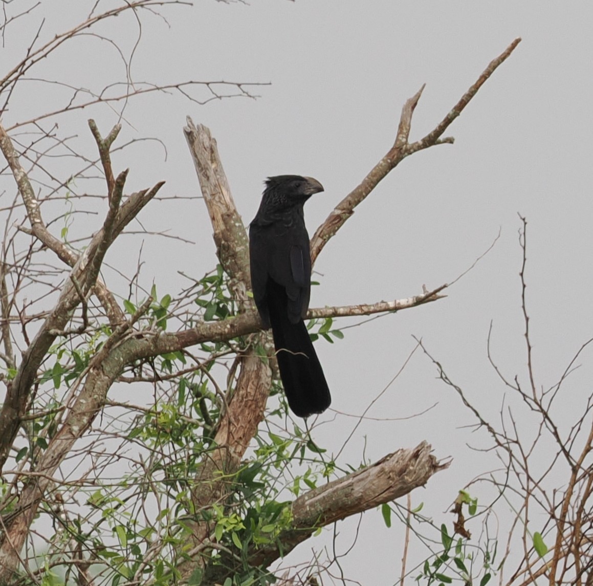 Groove-billed Ani - Mark Stevenson