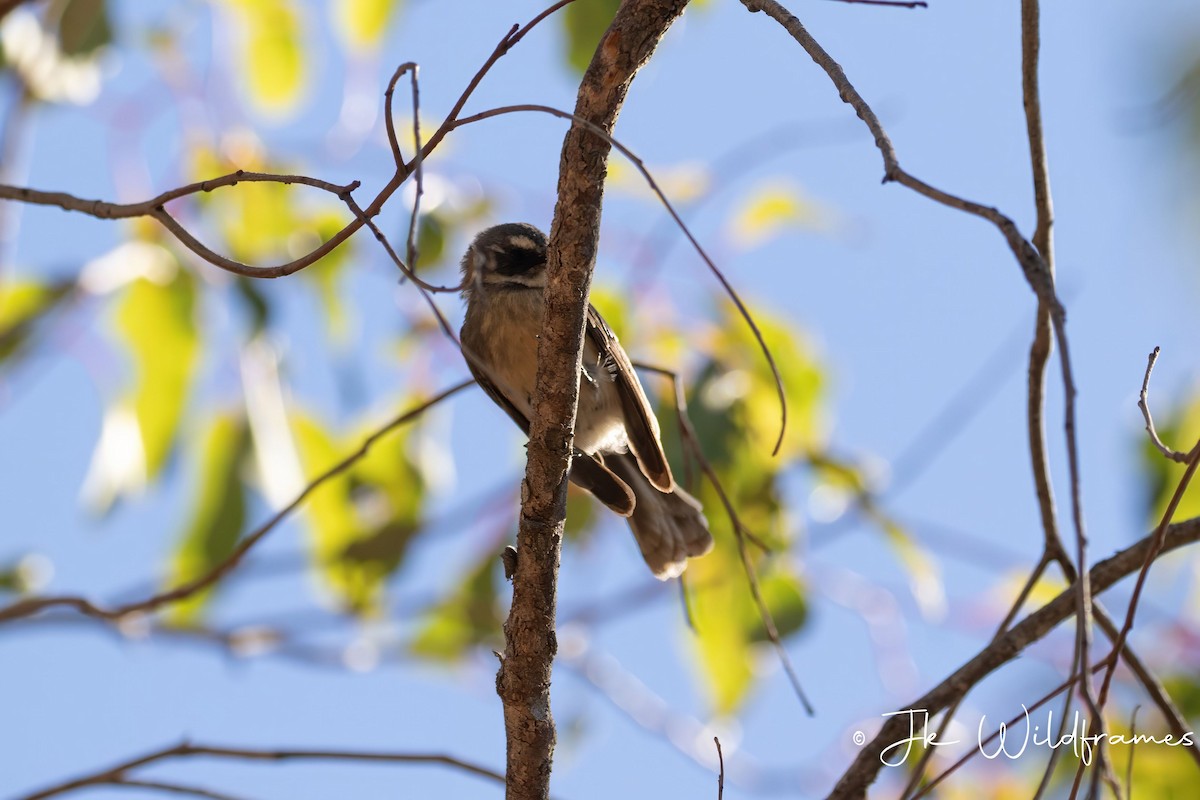 Gray Fantail (preissi) - JK Malkoha