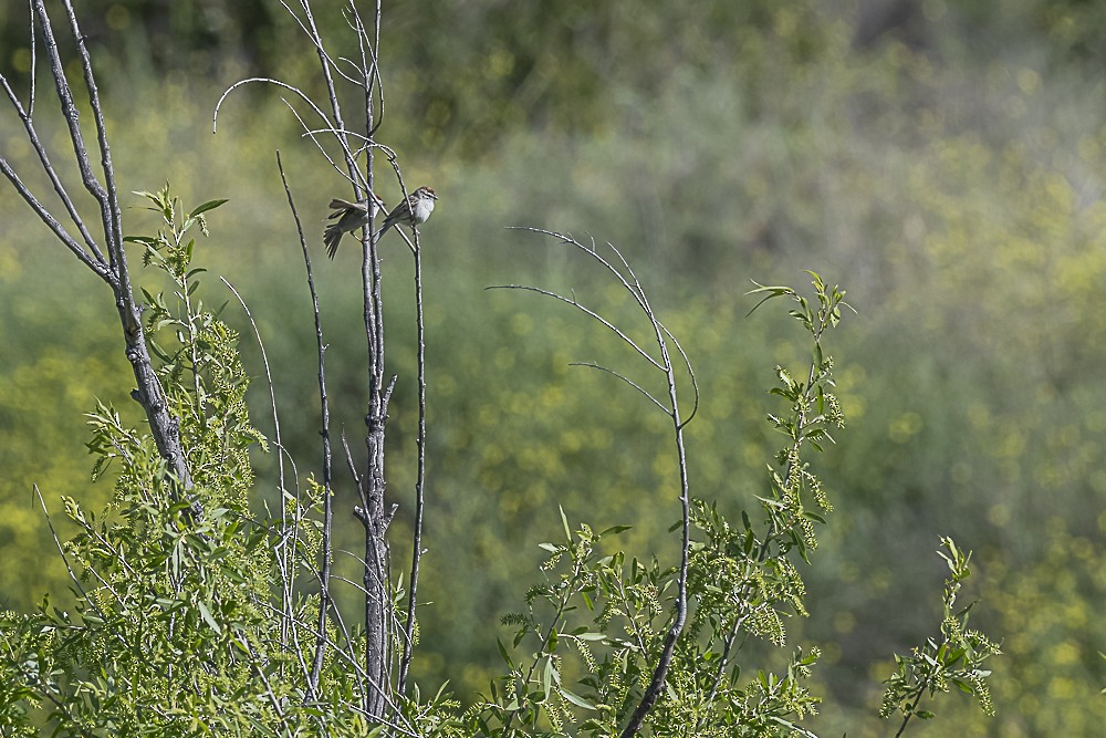 Chipping Sparrow - James McNamara